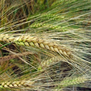 Picture for category Barley