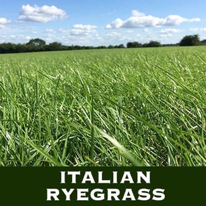 Picture of PRAg –Pit Filler Grass Seed Mixture 15kg