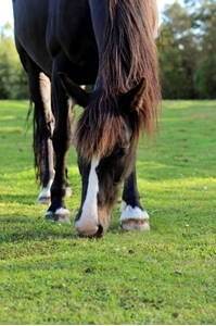 Picture for category Equine Grass Seed