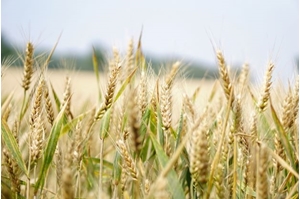 Picture for category Wheat